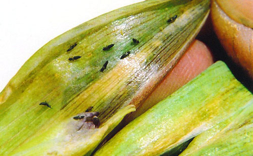 Gladiolus thrips